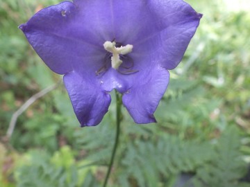 Dzwonek brzoskwiniolistny, <p>Sz. Kielan</p>